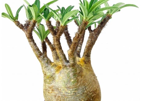パキポディウム グラキリス　 Pachypodium Gracilius №1