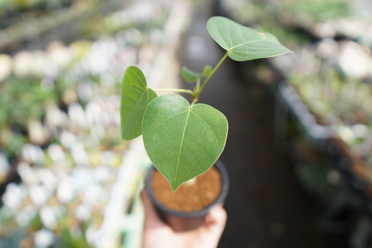 ボンバックス | mana's farm:塊根植物・アガベ・ドライガーデン植物