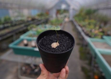 亀甲竜　Dioscorea elephantipes No.2