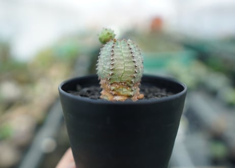 ユーフォルビア　オベサブロー　Euphorbia ObesaBlow
