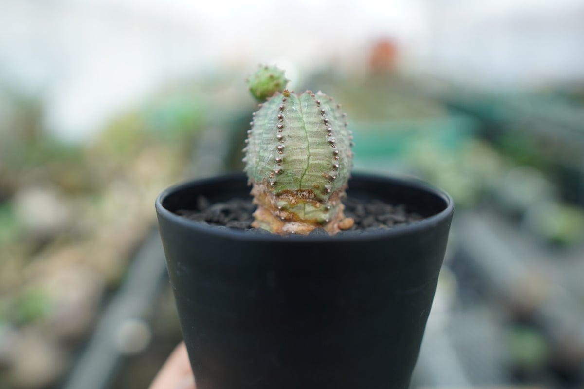 グラキリス　オベサ　オベサブロー ユーフォルビア オベサブロー Euphorbia ObesaBlow | mana's far