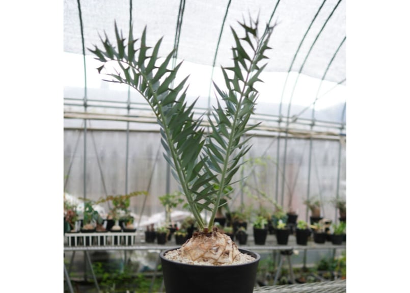 エンセファラルトス ホリダス Encephalartos horridus NO.2 | エンセファラルトス ホリダス Encephalartos horridus NO.2 |