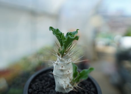 パキポディウム　サンデルシー　Pachypodeium saundersii  No.3