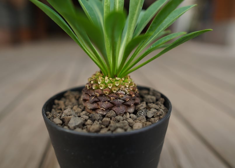 鉄甲丸 Euphorbia bupleurifolia | mana's farm:塊根植物・