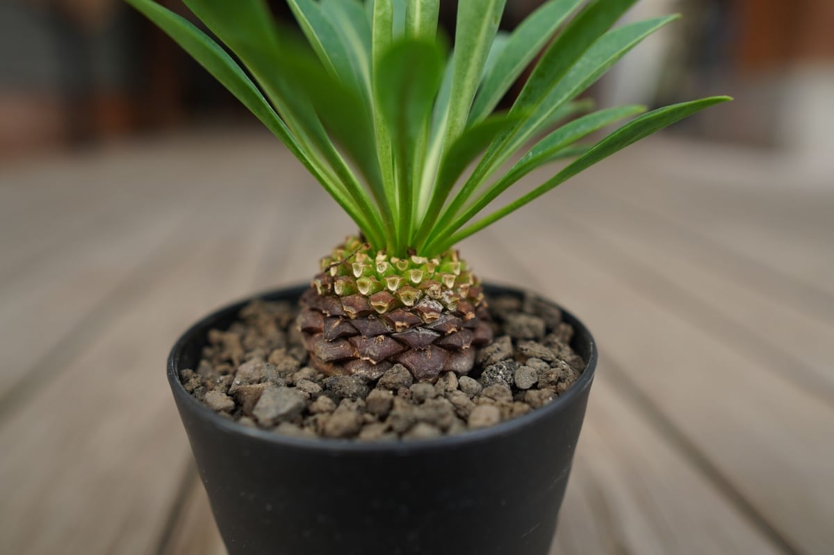 鉄甲丸 Euphorbia bupleurifolia | mana's farm:塊根植物・