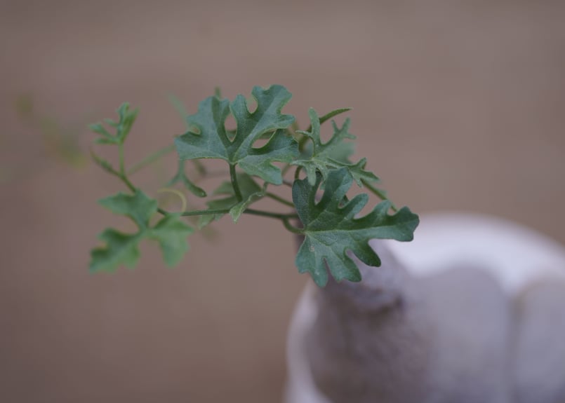 ケドロスティス アフリカーナ kedrostis africana | mana's farm