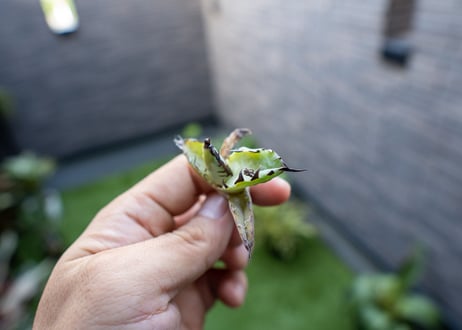 Agave B&B 特大 カキコ NO.1