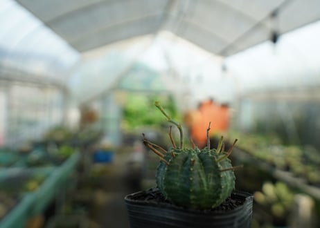 ユーフォルビア　スーパーバリダ　Euphorbia super valida  No.4