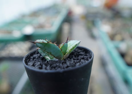 アガベ　チタノタ　 ブラックアンドブルー 　Agave titanota black and blue　No.17