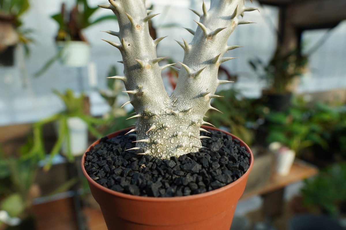 パキポディウムデンシフローラム パキポディウム デンシフローラム No.2 | mana's farm:塊根植物