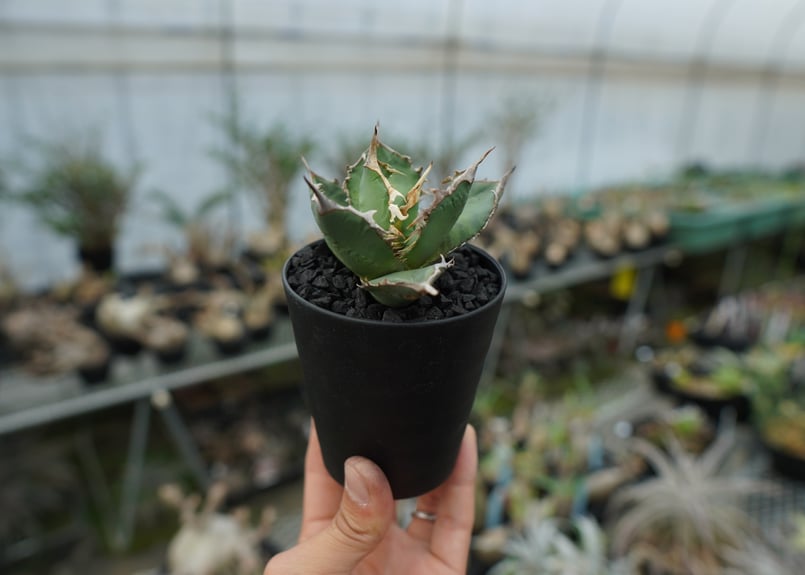 アガベ チタノタ FO-76 agave titanota FO-76 No.1 | mana