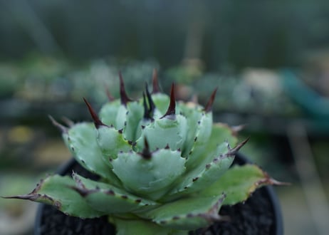 アガベ　マクロアカンサ×ポタトラム　 Agave macroacantha×potatorum