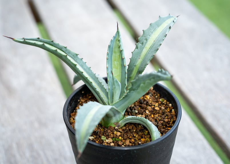 アガベ エクスパンサ パリーダ | mana's farm:塊根植物・アガベ