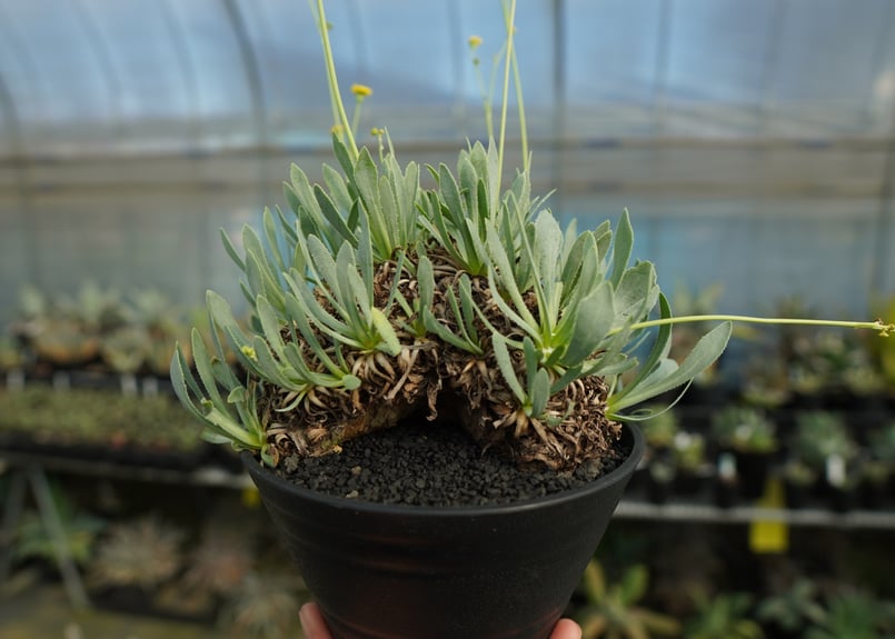 オトンナ レトロルサ Othonna retrorsa | mana's farm:塊根植物・