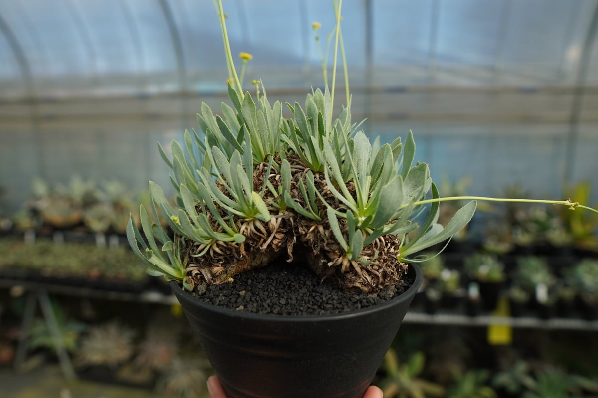 オトンナ レトロルサ Othonna retrorsa | mana's farm:塊根植物・