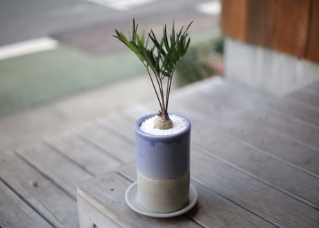 ザミア フロリダーナ　Zamia floridana