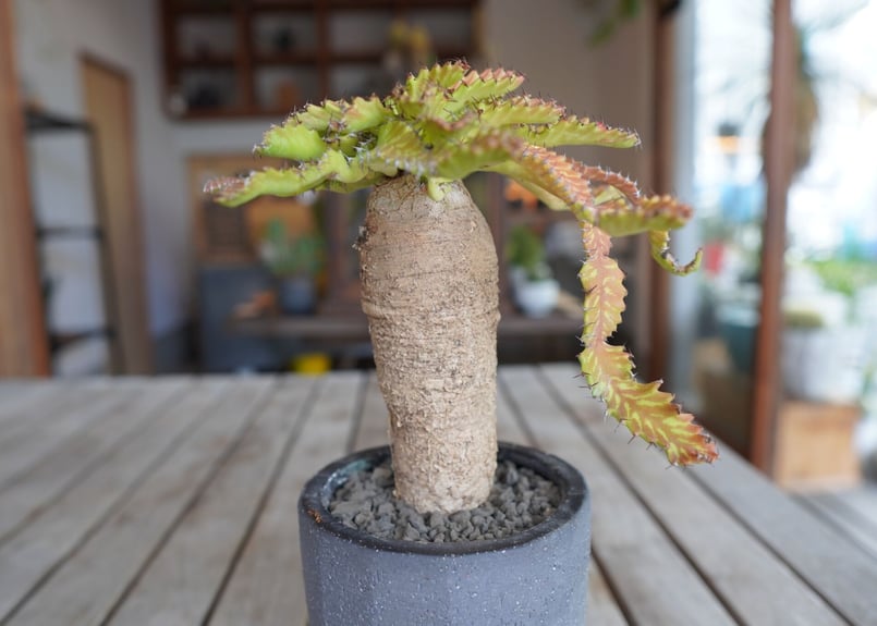 飛竜 Euphorbia stellata | mana's farm:塊根植物・アガベ・ドラ