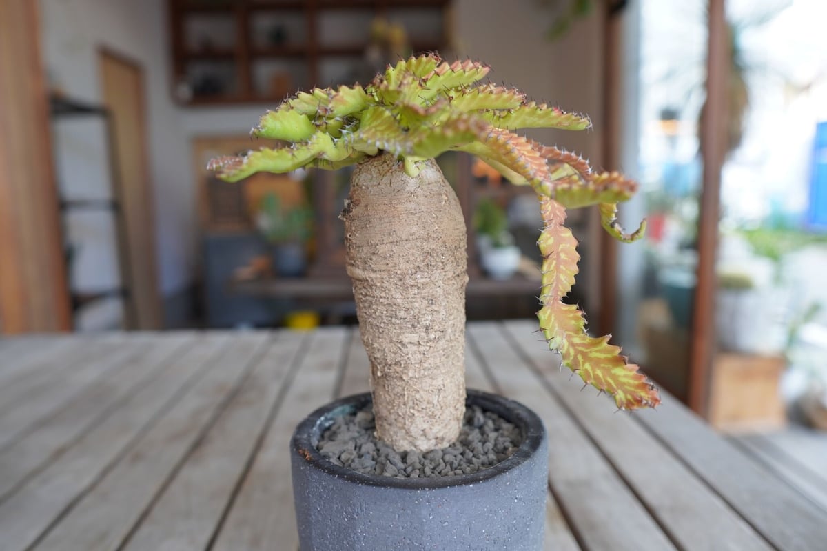 飛竜 Euphorbia stellata | mana's farm:塊根植物・アガベ・ドラ