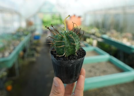 ユーフォルビア　スーパーバリダ　Euphorbia super valida  No.10