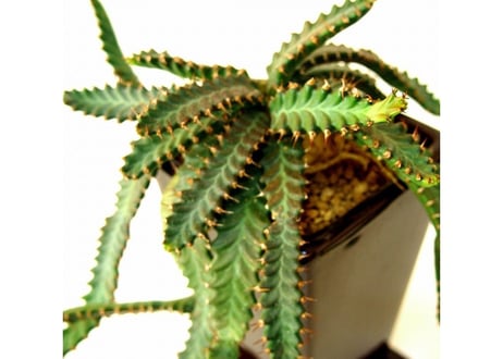 ユーフォルビア ステラータ 飛竜  Euphorbia stellata13  発根済み