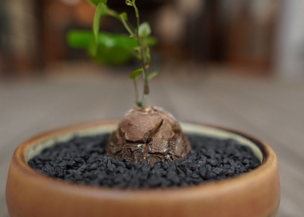 亀甲竜　実生　２つセット　鉢付き 亀甲竜 ”塊根植物スターターセット” NO.1 | mana's farm:塊根植物