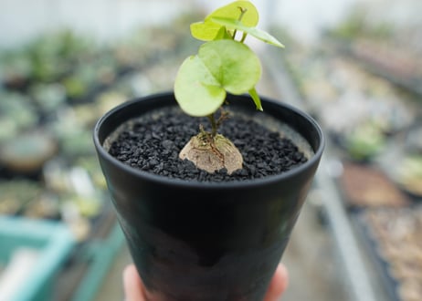亀甲竜　Dioscorea elephantipes