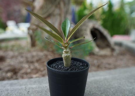 【沖縄実生株】パキポディウム　バロニー　Pachypodium baronii  No.2