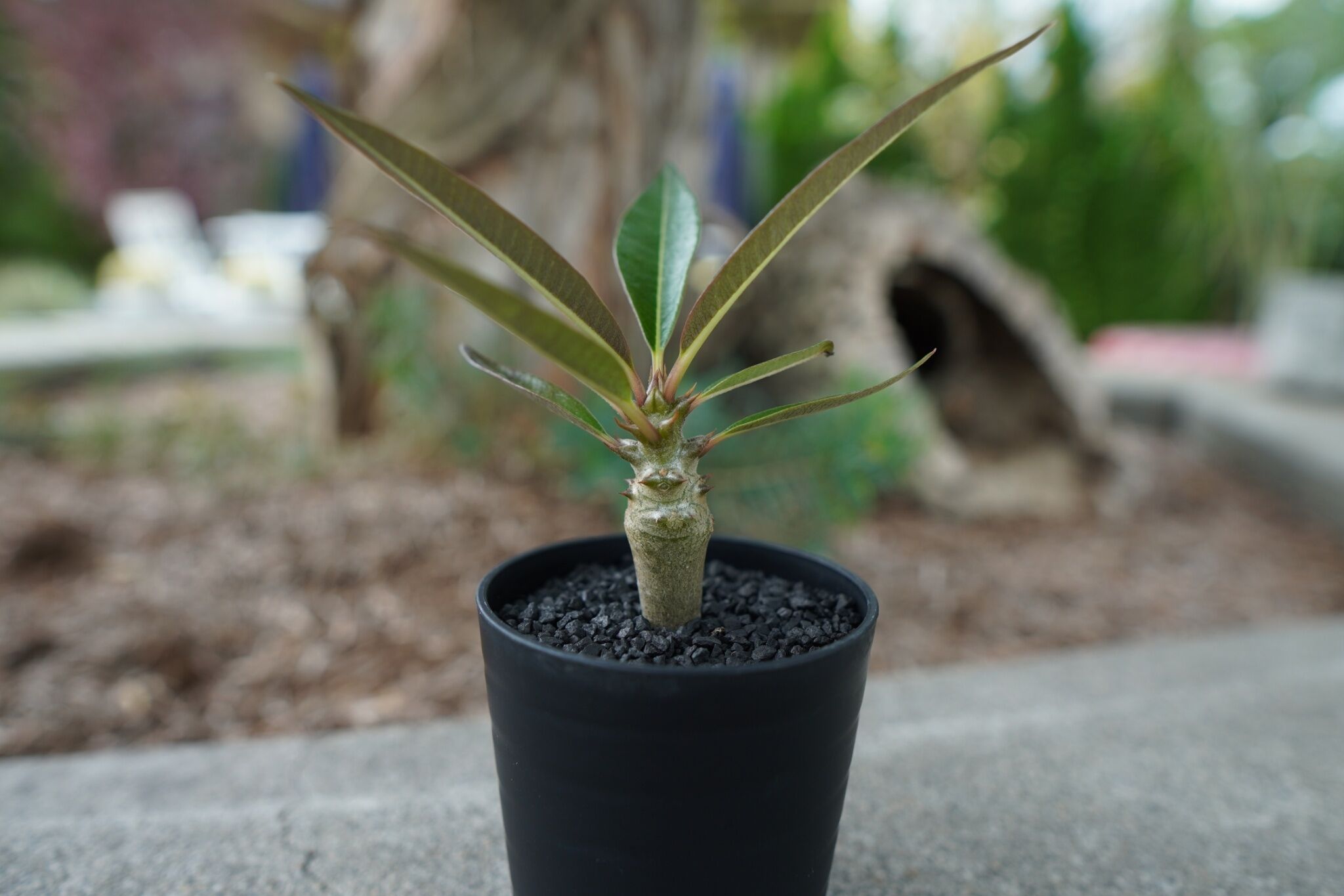 沖縄実生株】パキポディウム バロニー Pachypodium baronii No.2 |