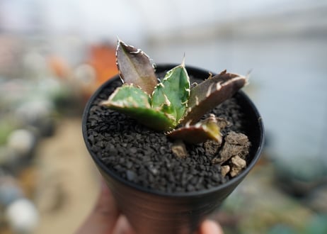 アガベ　チタノタ　鬼爪雪峰  Agave titanota “Onitsume Yukimine"　No.1