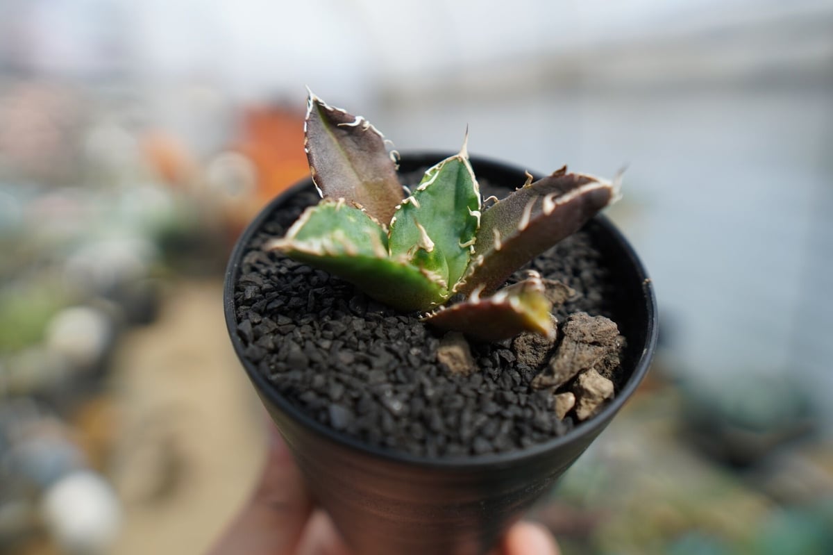 Agave Titanata 雪峰 Lize産　アガベチタノタ アガベ チタノタ 鬼爪雪峰 Agave titanota “Onitsume Yukimin