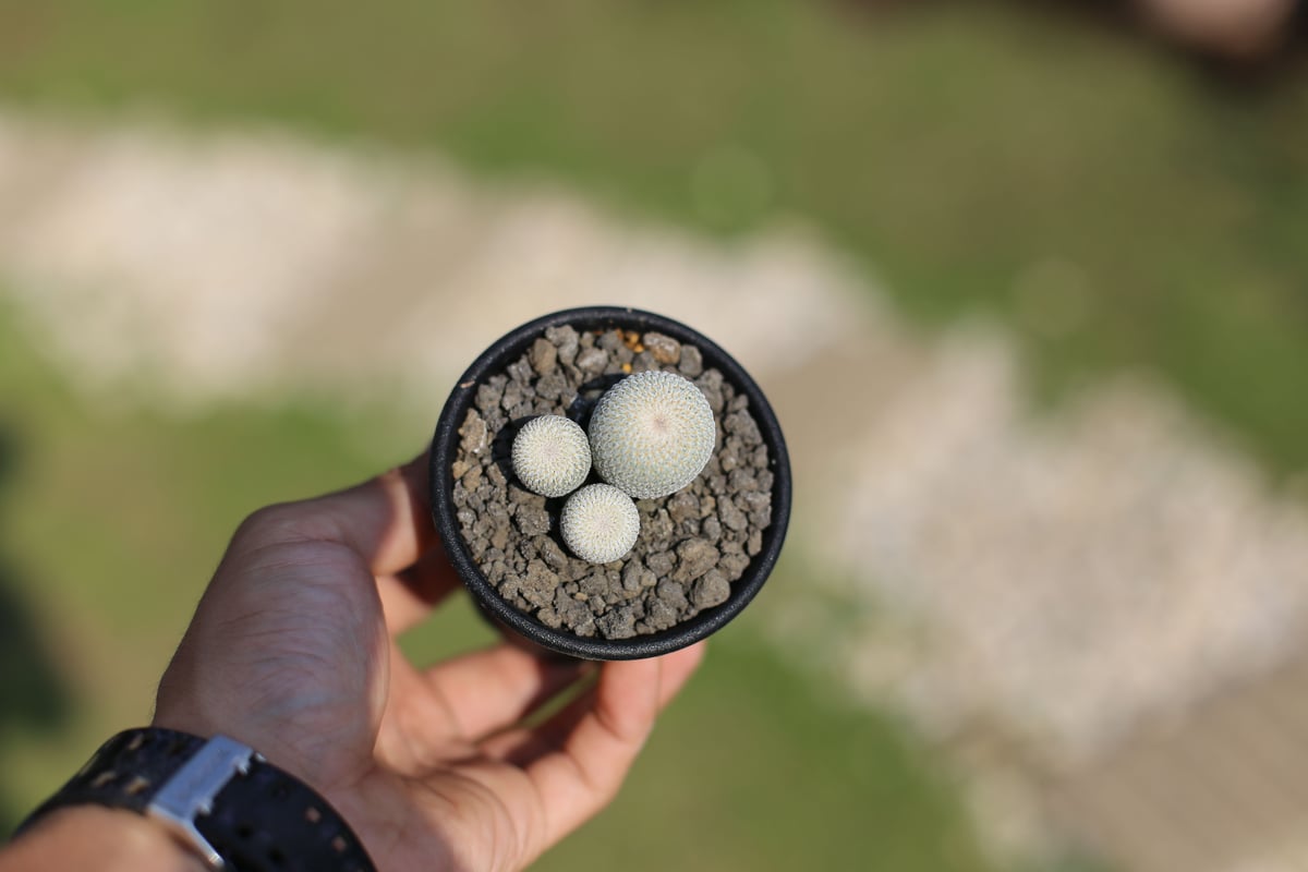 サボテン 月世界 | mana's farm:塊根植物・アガベ・ドライガーデン植物