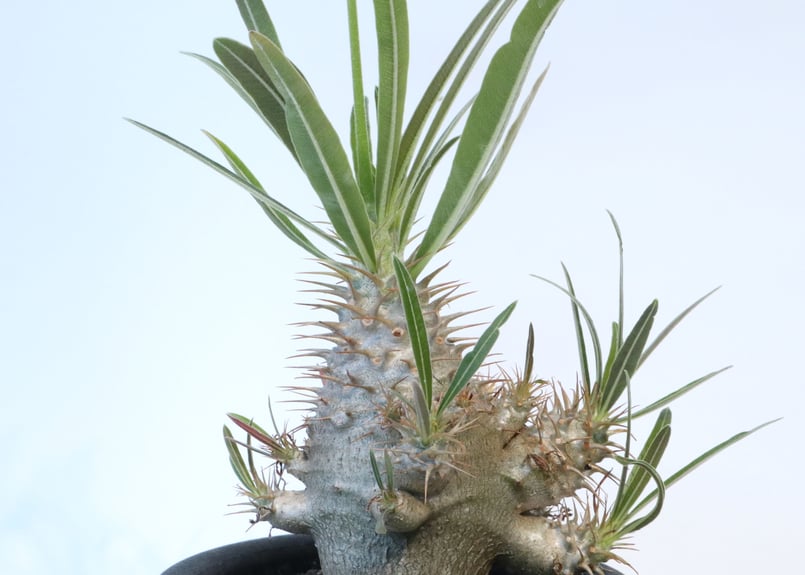 パキポディウム グラキリス 実生 №4 | mana's farm:塊根植物