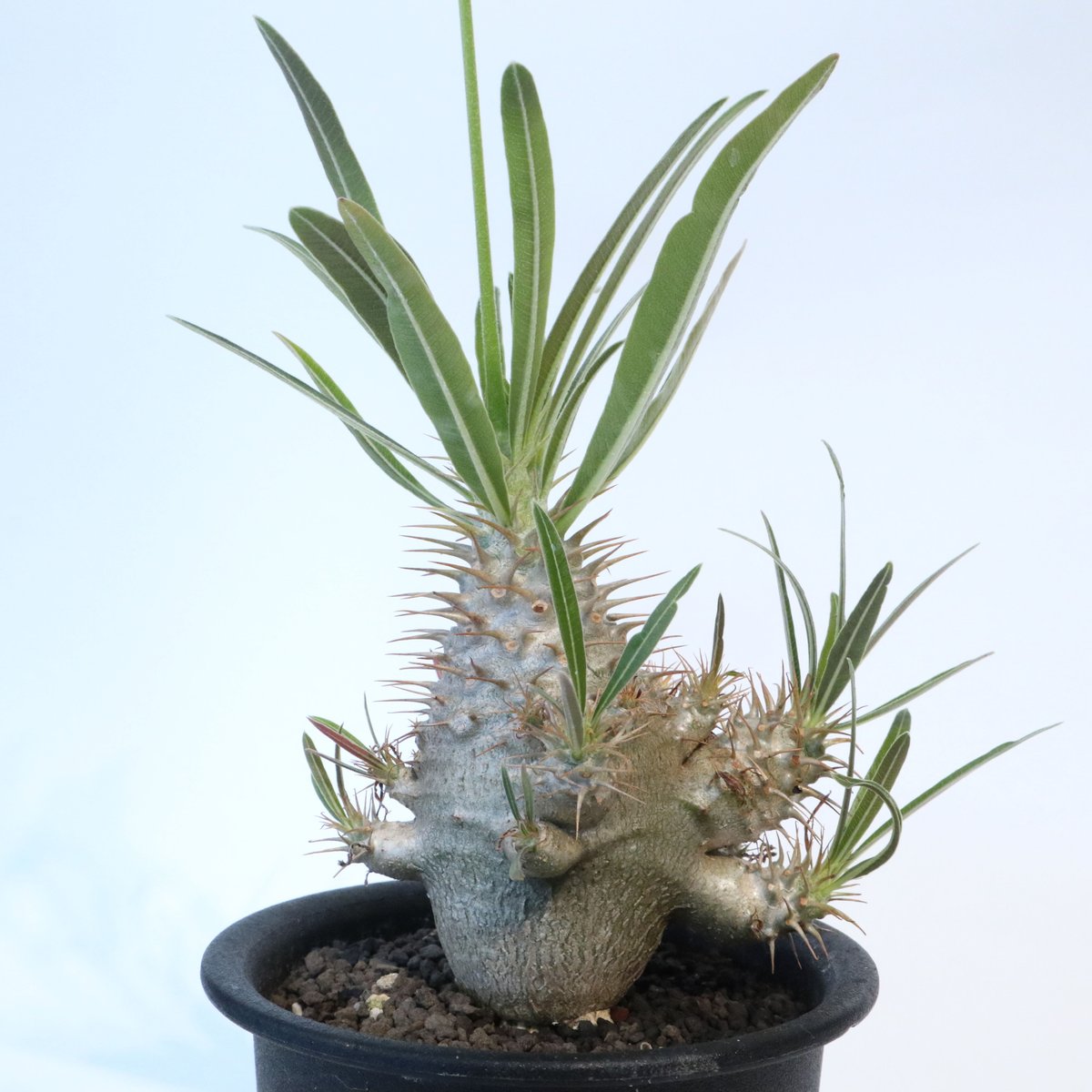 パキポディウム グラキリス 実生 №4 | mana's farm:塊根植物・アガベ