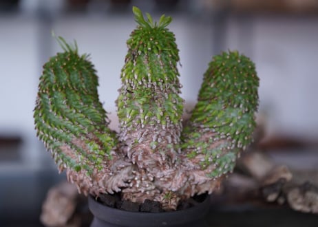 Euphorbia azarashi