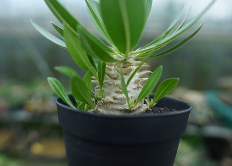 パキポディウム　恵比寿大黒　Pachypodium Densicaule　No.4