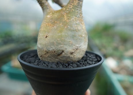 パキポディウム　グラキリス　 Pachypodium Gracilius  No.3