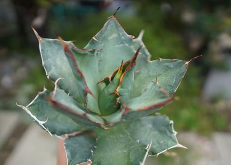 Agave titanota 白鯨 B NO.7