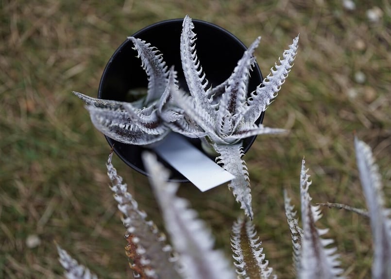 山採り 野生株 ディッキア Dyckia fosteriana Senges ⑵ 山採り 野生株 ディッキア Dyckia fosteriana Senges ③