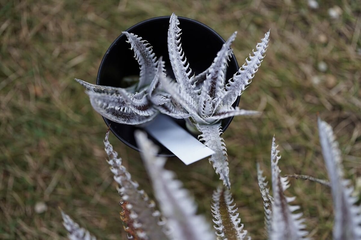 山採り 野生株 ディッキア Dyckia fosteriana Senges ③ 【公式通販】