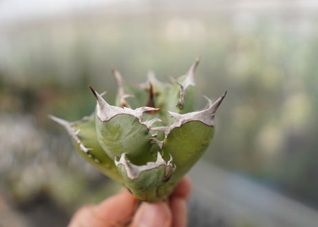 Agave Black fire E NO.1 (G)