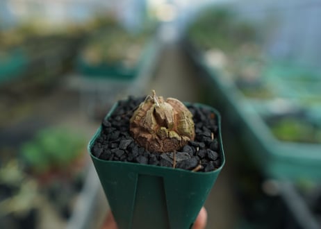 亀甲竜　Dioscorea elephantipes　No.5