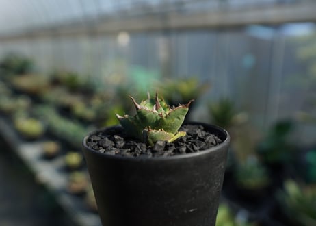 アガベ　チタノタ　MTN01　agave titanota MTN01