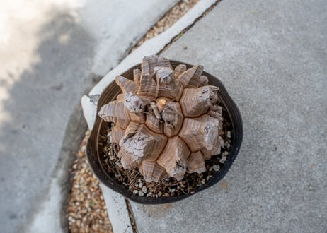 【長谷川園芸産】亀甲竜　Dioscorea elephantipes　５寸