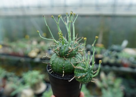 ユーフォルビア　バリダ　Euphorbia valida　No.9