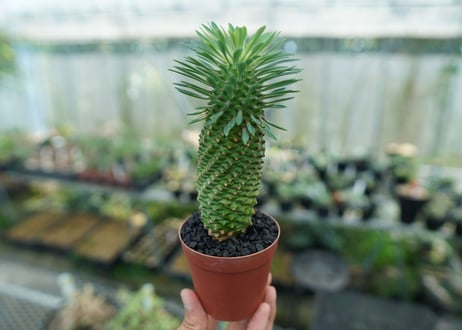 ユーフォルビア　ソテツキリン "パイナップルコーン"　Euphorbia sotetsukirin  No.10