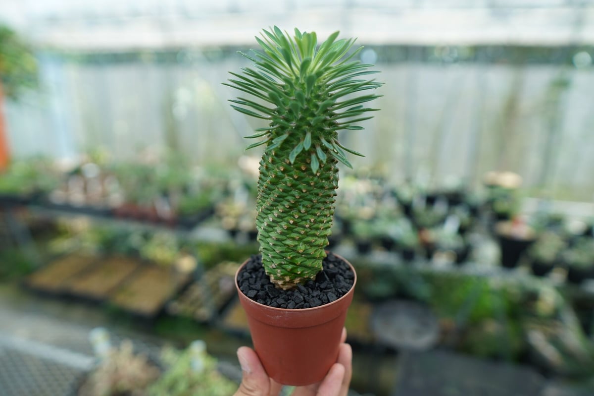 ユーフォルビア ソテツキリン 