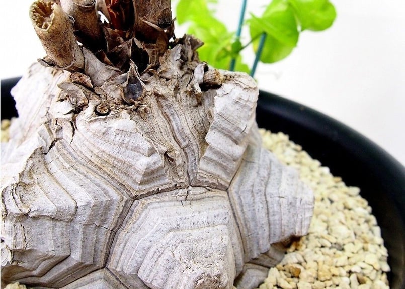 亀甲竜 ディオスコレア エレファンティペス dioscorea elephantipes №