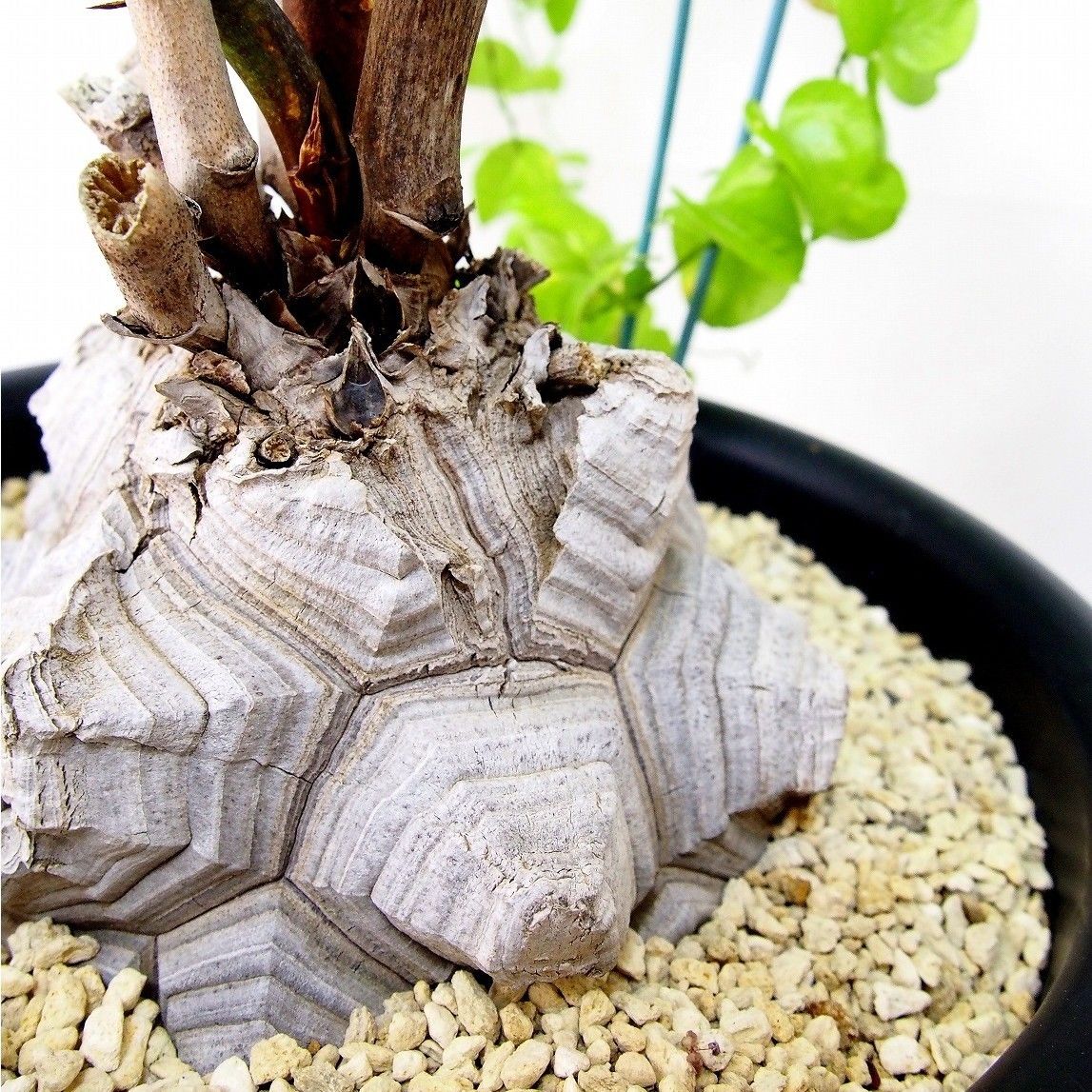 亀甲竜 ディオスコレア エレファンティペス dioscorea elephantipes №
