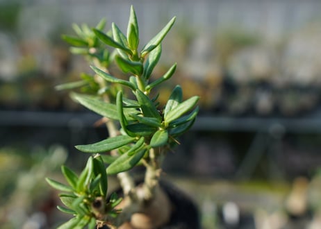 パキポディウム　ビスピノーサム　Pachypodium bispinosum No.2