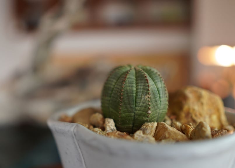 ユーフォルビア オベサ Euphorbia obesa | mana's farm:塊根植物・
